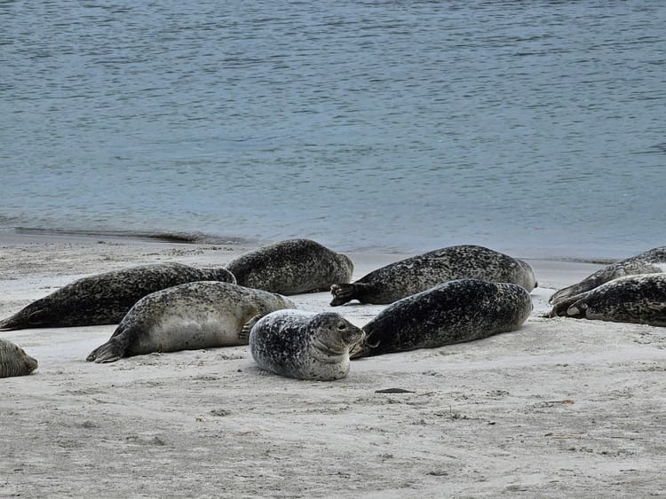 A cluster of seals rest on a beach, with rippling water in the background. The front-and-center seal has its head up and is giving the camera side-eye.