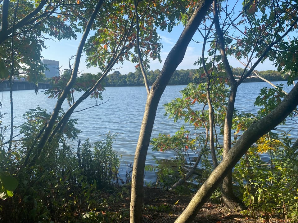 View of the Mystic River between tree branches. Fall colors are just starting to appear on the green leaves. A high-rise in Assembly Square is visible across the water.